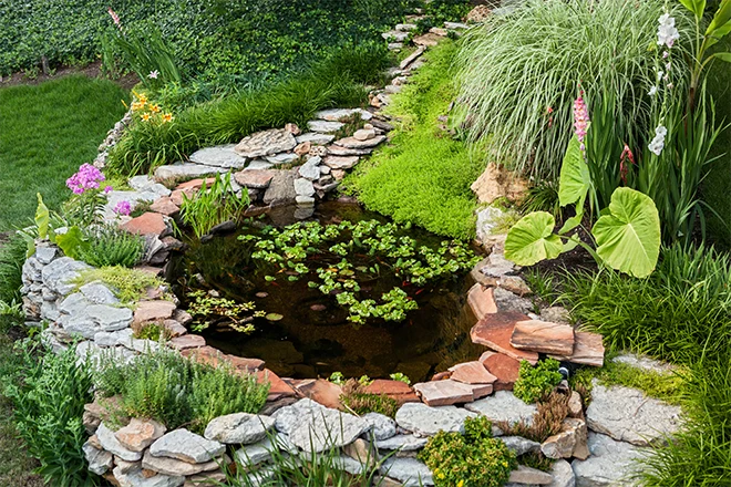 Average pond with plants and rocks and landscaping