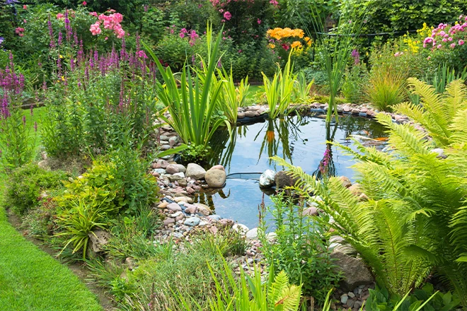 Incredible koi pond in a backyard