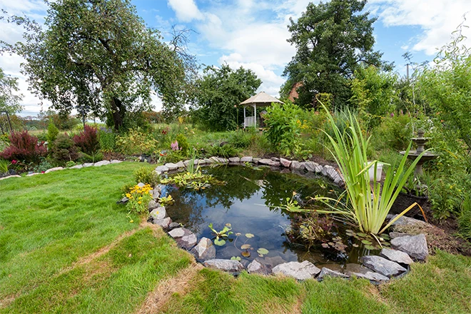 Larger backyard pond