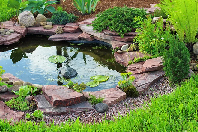 Small ecosystem backyard pond with lilypads