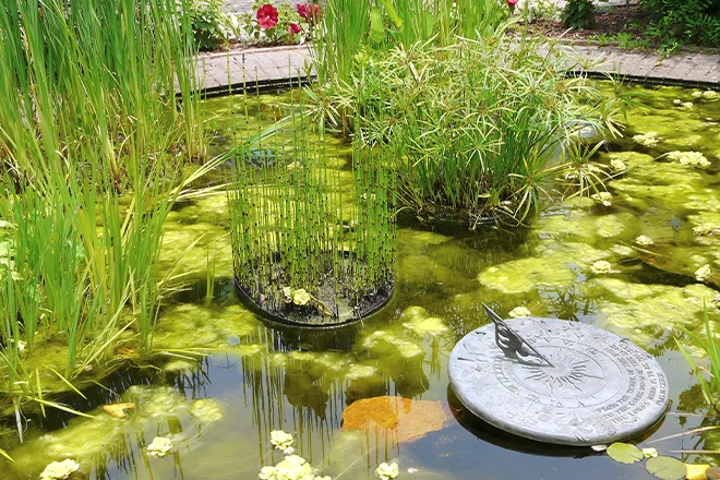 A smaller backyard pond has algae needs pond algae control
