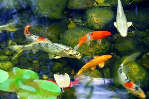Different koi fish in backyard pond
