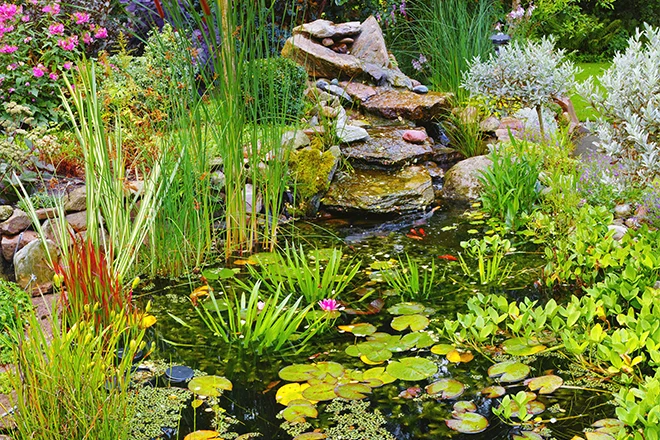 Koi pond full of pond plants
