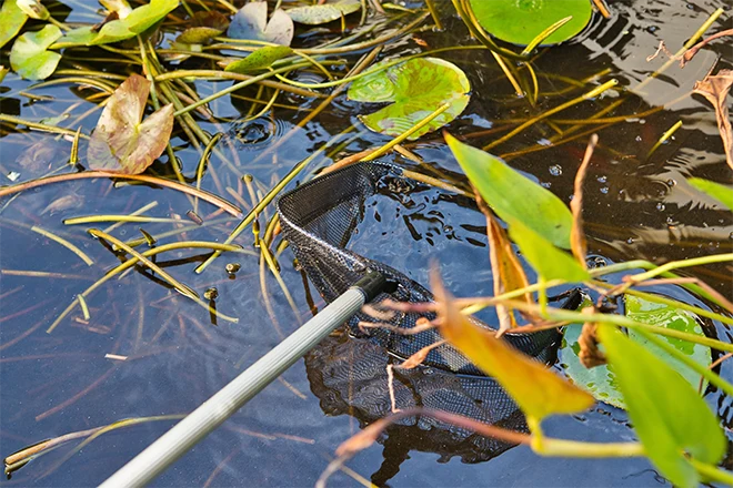 Part of the pond cleaning process is using a net to clean the pond