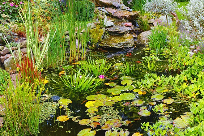 Pond plants in a koi pond Pond plants in a koi pond