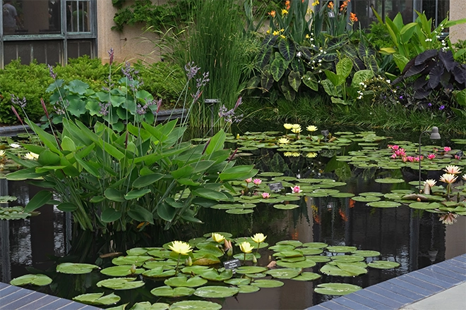 Backyard pond with some of the best pond plants Backyard pond with some of the best pond plants