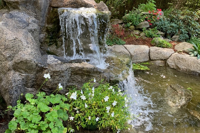 Pond with waterfall and koi pond plants Pond with waterfall and koi pond plants