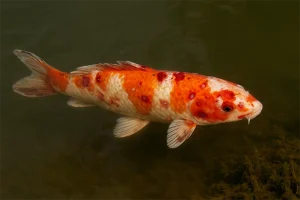 ChatGPT Image of a koi fish disease