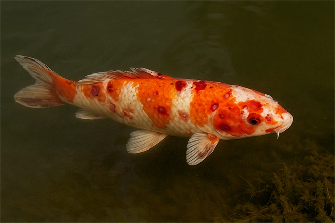 ChatGPT Image of a koi fish disease