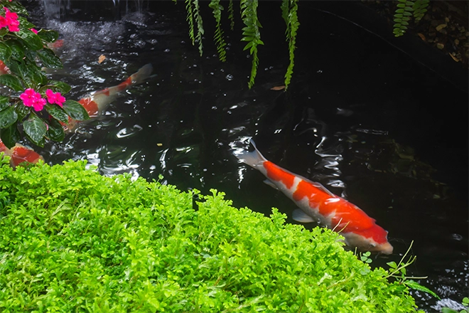 Koi fish swimming in a pond